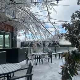 snow and ice covering trees
